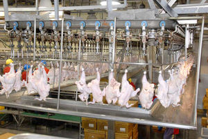 تولید بیش از ۲۱ هزار و ۷۸۸ تُن گوشت مرغ از ابتدای سال در سبزوار