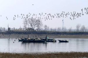 چرا کره شمالی بهشت پرندگان مهاجر است