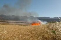 بیش از 50 هکتار ازمزارع کشاورزان ایوانی طعمه حریق شد
