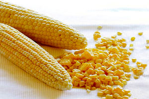 کشف بیش از یک تن ذرت مکزیکی خارجی در خمینی شهر