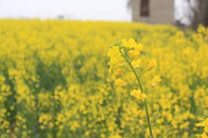 افزایش 80 درصدی تولید کُلزا در استان اصفهان