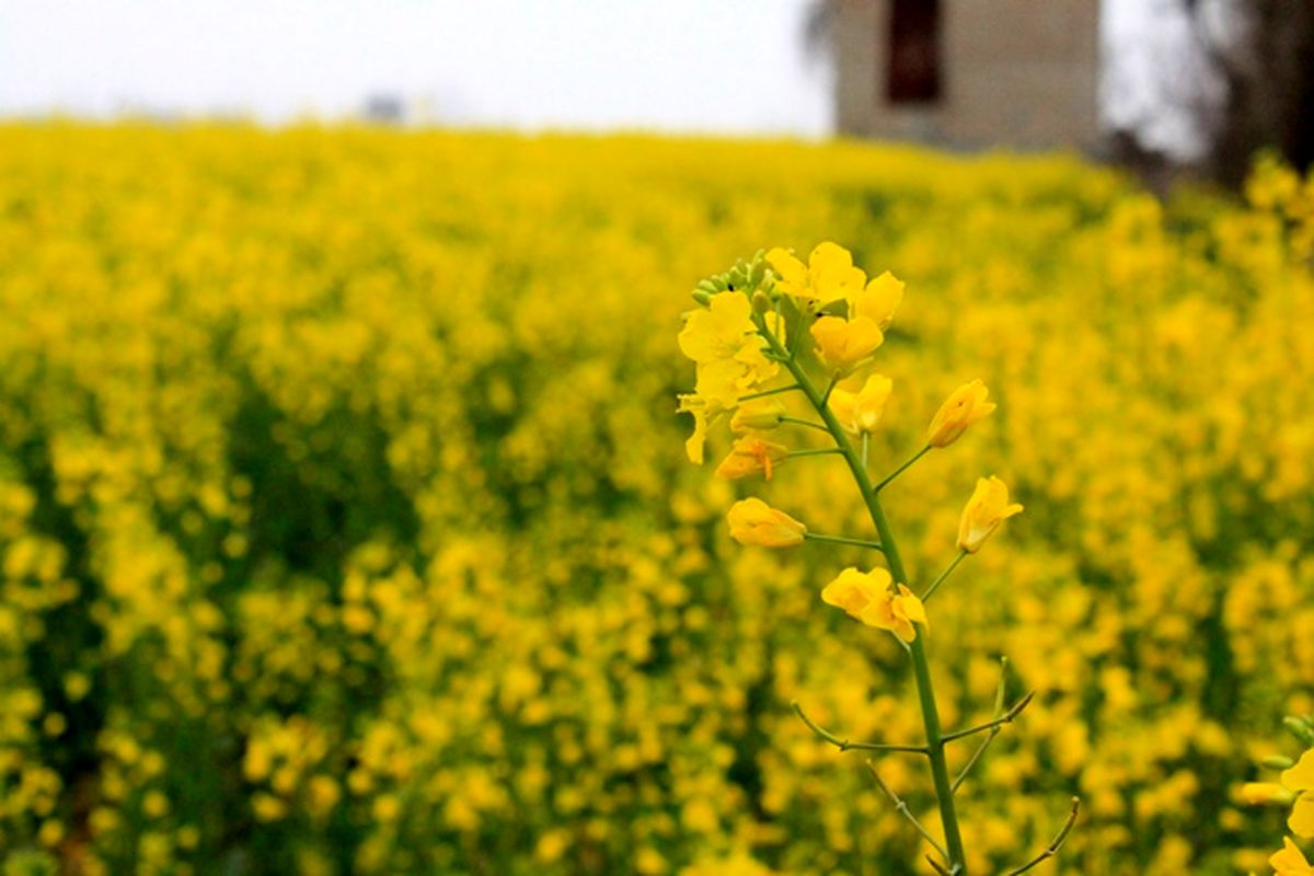 اصفهان- کلزا