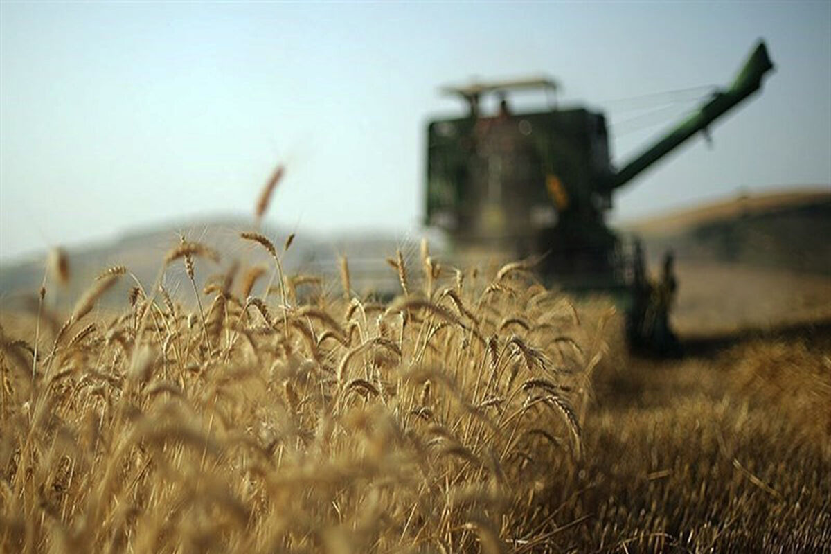آغاز برداشت دانه های روغنی کلزا و کاملینا از مزارع استان قزوین