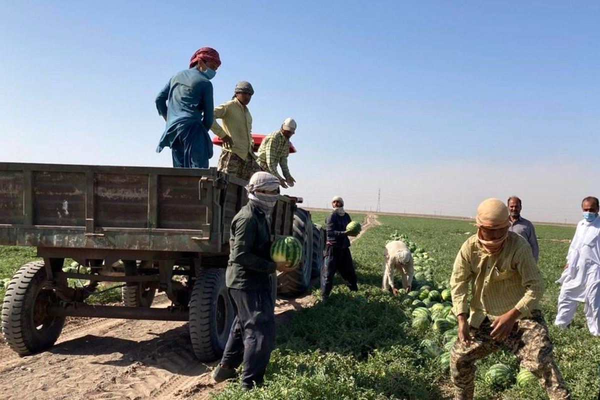 برداشت هندوانه