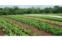 سبزیجات شادگان راهی بازار می شود 