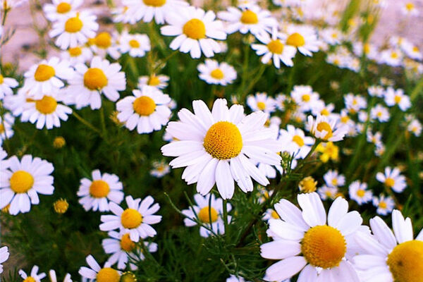 خواص گل بابونه برای چاقی/ خواص چای بابونه برای لاغری