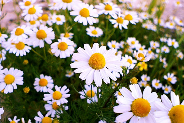 خواص گل بابونه برای چاقی/ خواص چای بابونه برای لاغری