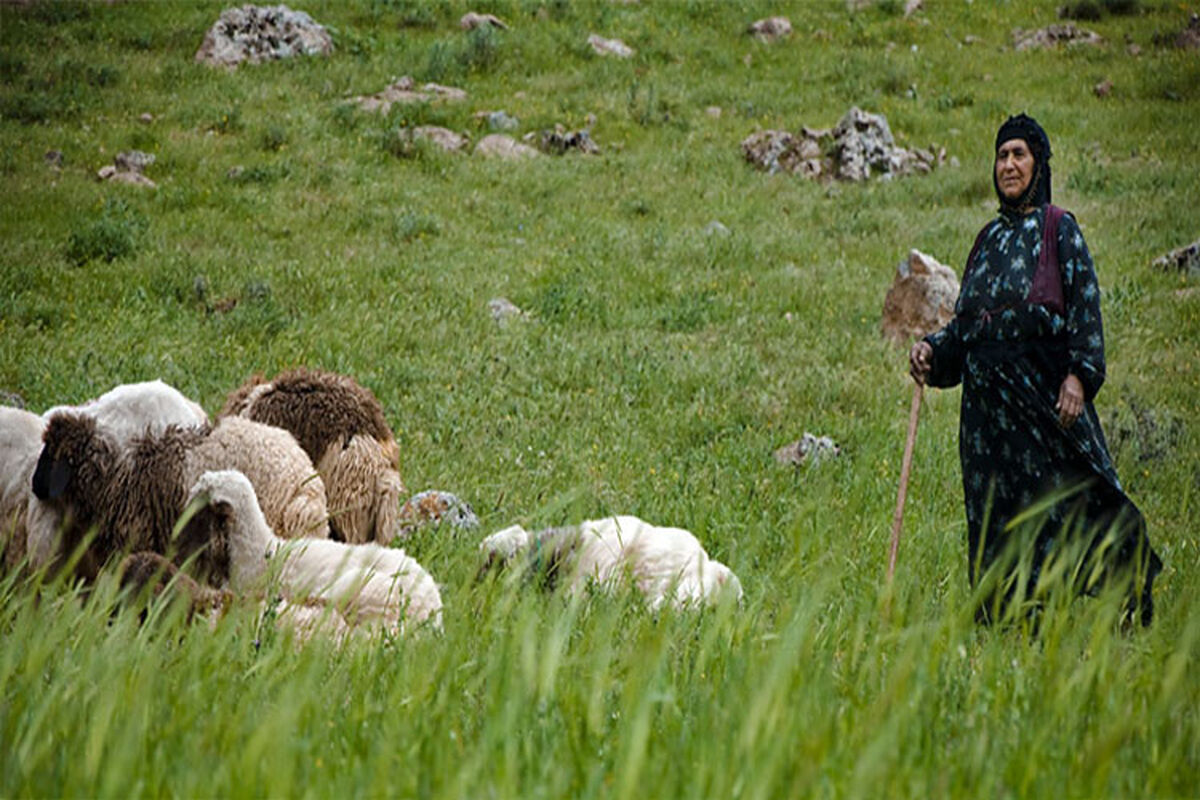 عشایر کشور