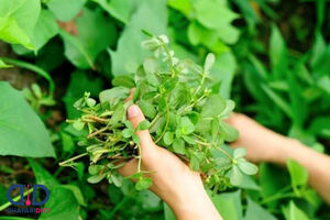آقایان خرفه بخورید