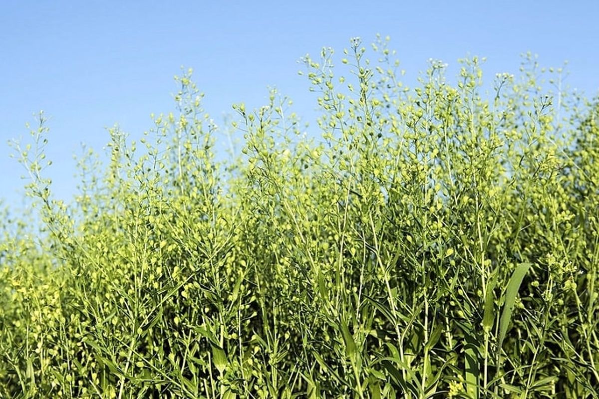 کاشت  گیاه کاملینا در جغتای