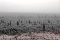 برخی شرکت های نفتی در قبال هورالعظیم مرتکب جرم شده است