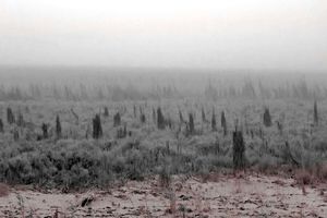 گزارشی مبنی بر آلودگی نفتی در هورالعظیم دریافت نکردیم