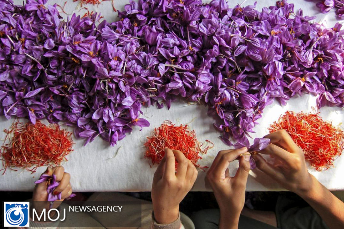 فصل برداشت زعفران در هند