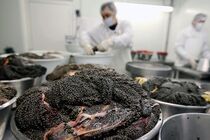 صادرات ۹۰ درصد خاویار تولیدی گیلان به بازار‌های جهانی 