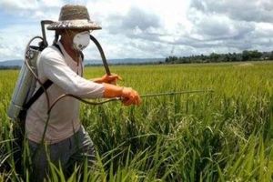 مبارزه با آفت سن گندم در مزارع غلات اصفهان