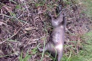 دستگیری متخلفین شکار و فروش گراز وحشی در رشت