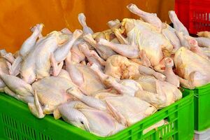 ضربه قاطع دادستانی به محتکران سفره مردم/کشف ۲۲۰۰ تن مرغ دپو شده در شیراز