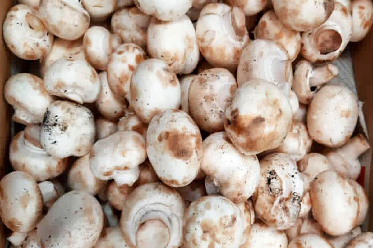 قارچ خوراکی فاسد