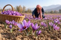 آغاز فصل برداشت زعفران در ۹۹۵ هکتار از اراضی فارس