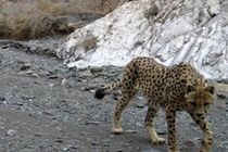 رصد یک قلاده یوزپلنگ در پناهگاه حیات وحش دره انجیر اردکان