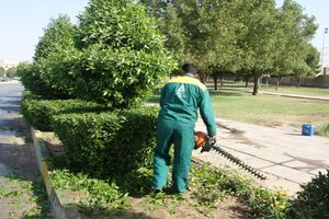 حذف گونه گیاهی آلرژی زا از فضای شهری اهواز 