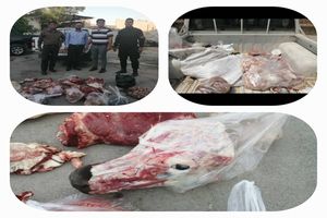 امحاء بیش از 2800 کیلو گرم گوشت غیر قابل مصرف و کشتار غیرمجاز در کرمانشاه