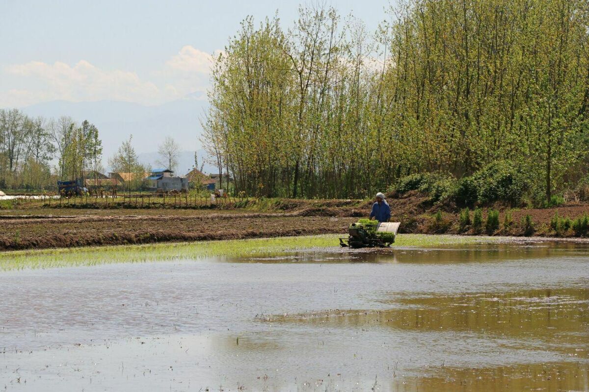 کشت مکانیزه برنج