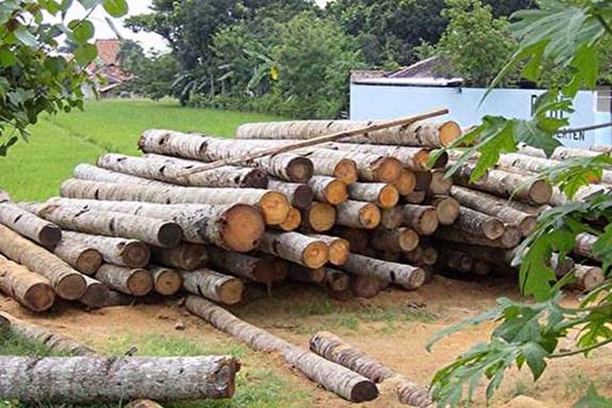 کشف 10 تن چوب جنگلی قاچاق در سياهكل