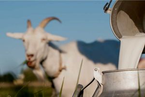 واگذاری تدوین استاندارد "شیر خام بز" به استان خوزستان 