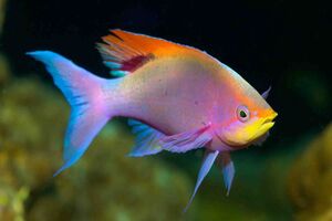 گونه‌ای از ماهی‌ها که چهره انسان را تشخیص می‌دهند