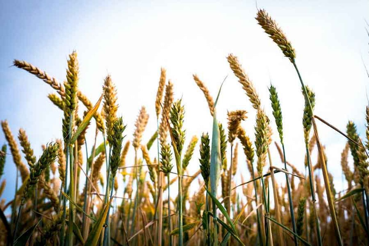 بیماری زنگ گندم 