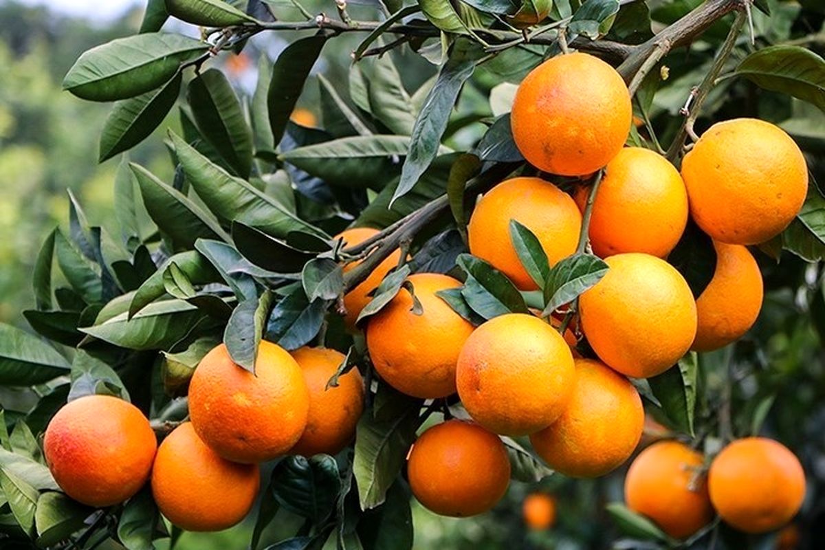مرکبات