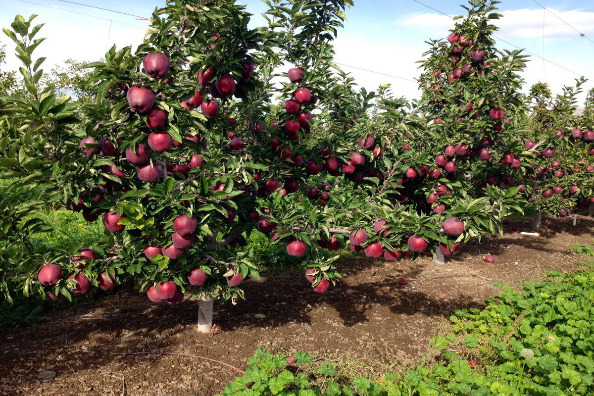 جهاد کشاورزی آذربایجان شرقی 