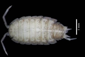  گونه جدید جانوری در غار زرنه ایوان کشف شد