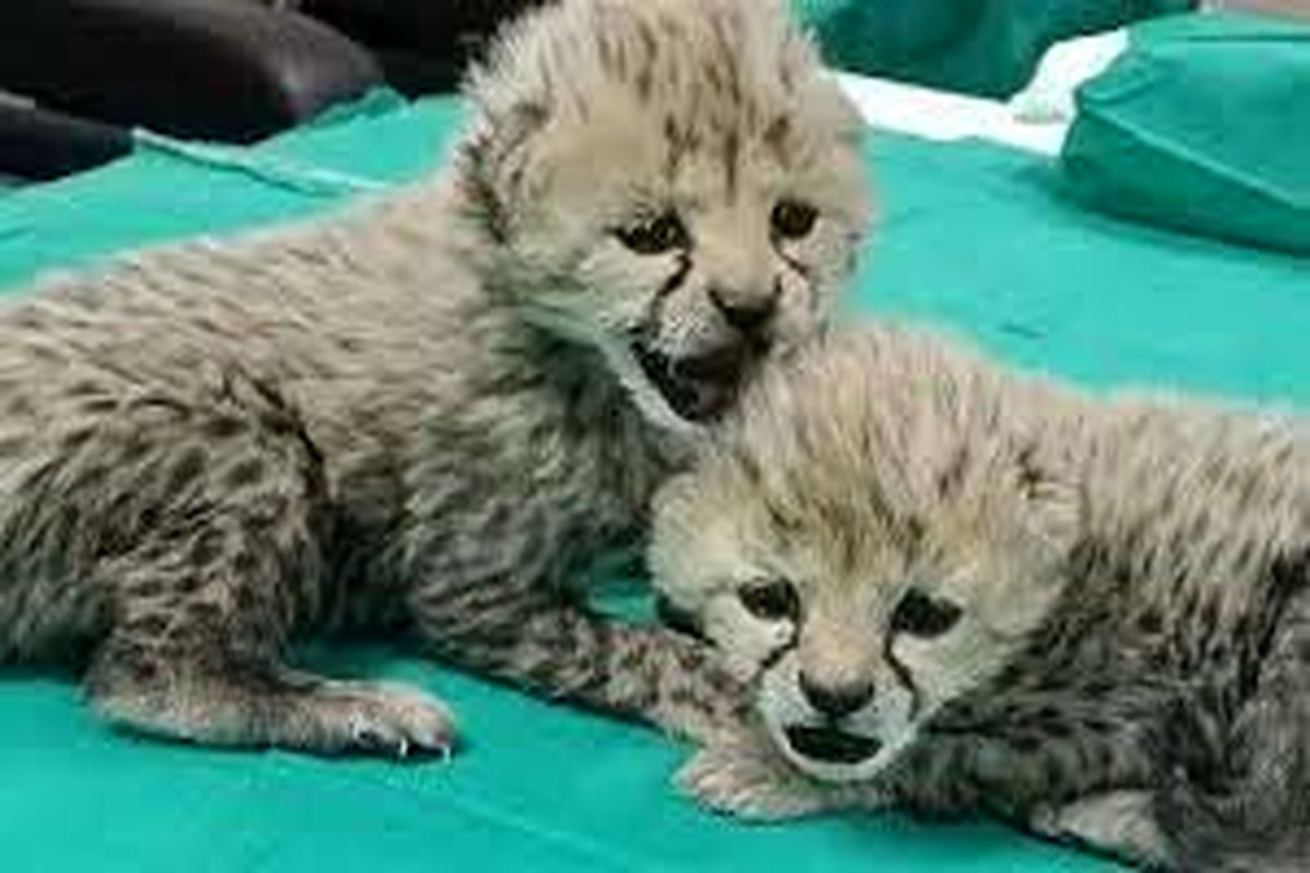 توله یوزهای توران