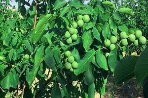 نهال گردو زودبازده چیست؟ + (راهنمای خرید و پرورش)