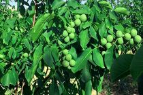 نهال گردو زودبازده چیست؟ + (راهنمای خرید و پرورش)