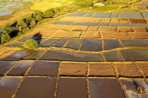 چهل درصد زمین‌های زراعی فاقد سند تک برگی است