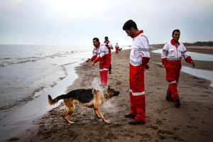 اعزام سگ‌های تجسس زنده‌یاب برای یافتن مفقودان در بندر دیر