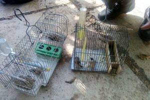 فروشنده پرندگان وحشی در فضای مجازی دستگیر شد