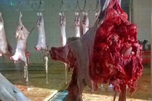 کارگروه ارتقای ایمنی و سلامت فرآورده های گوشتی تشکیل شد