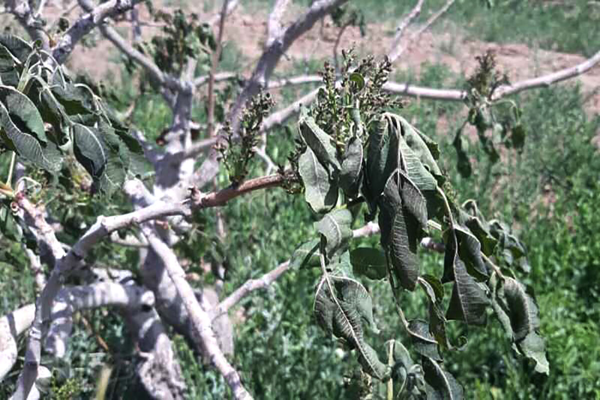   خسارت سرمازدگی به باغات خراسان رضوی