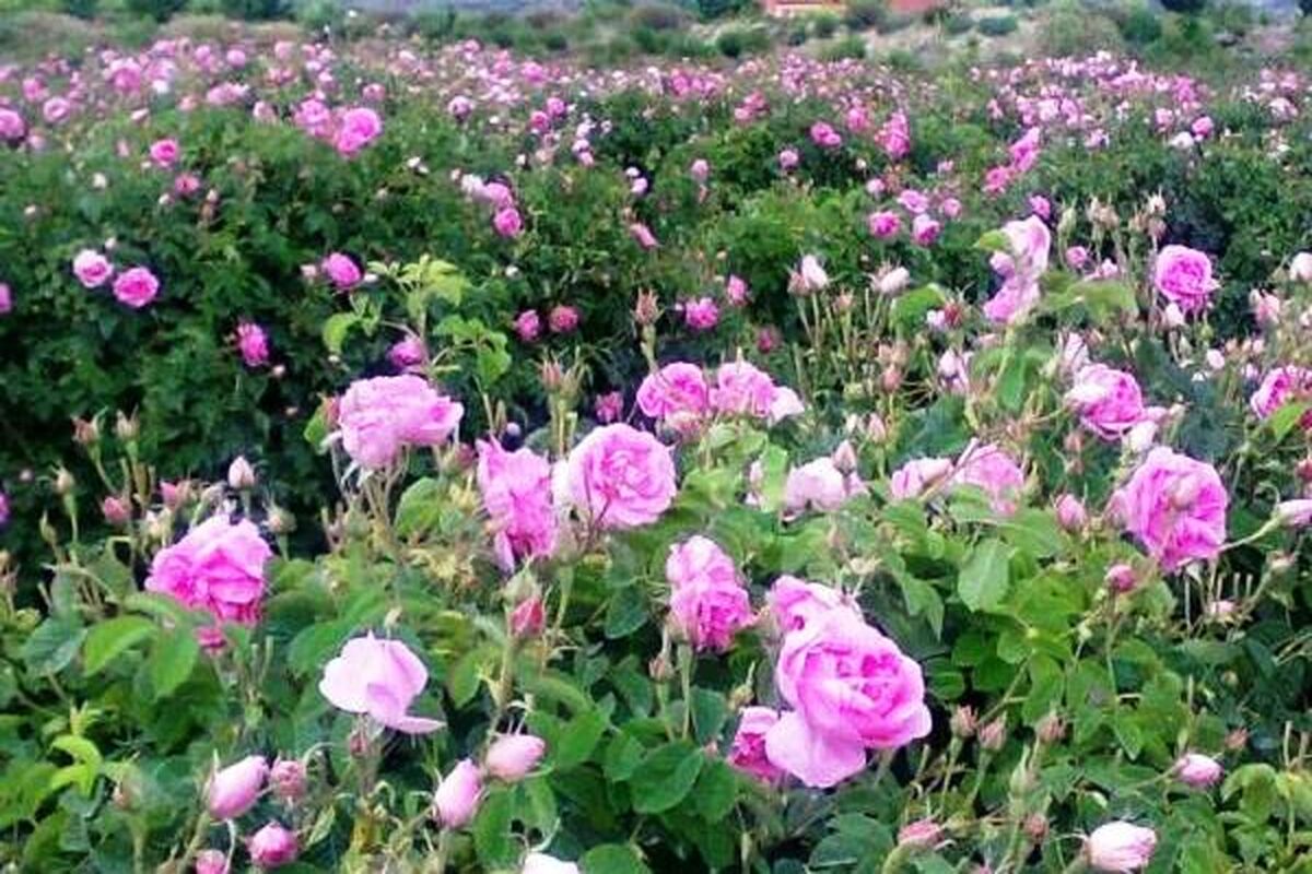 گل محمدی در کجور نوشهر