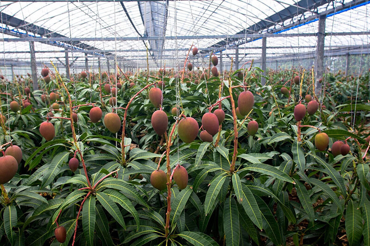 کشت گلخانه ای درختان میوه