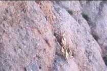 چهارقلو زایی بز وحشی در منطقه حفاظت شده سبزکوه چهارمحال‌وبختیاری