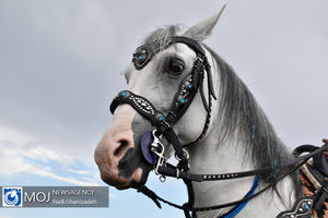 جشنواره زیبایی اسب کرد در اردبیل