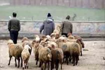 بازارهای دام مشهد آماده تحویل دام زنده بهداشتی به خیرین در روز عید قربان