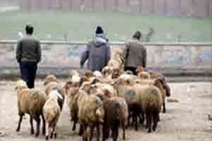 بازارهای دام مشهد آماده تحویل دام زنده بهداشتی به خیرین در روز عید قربان