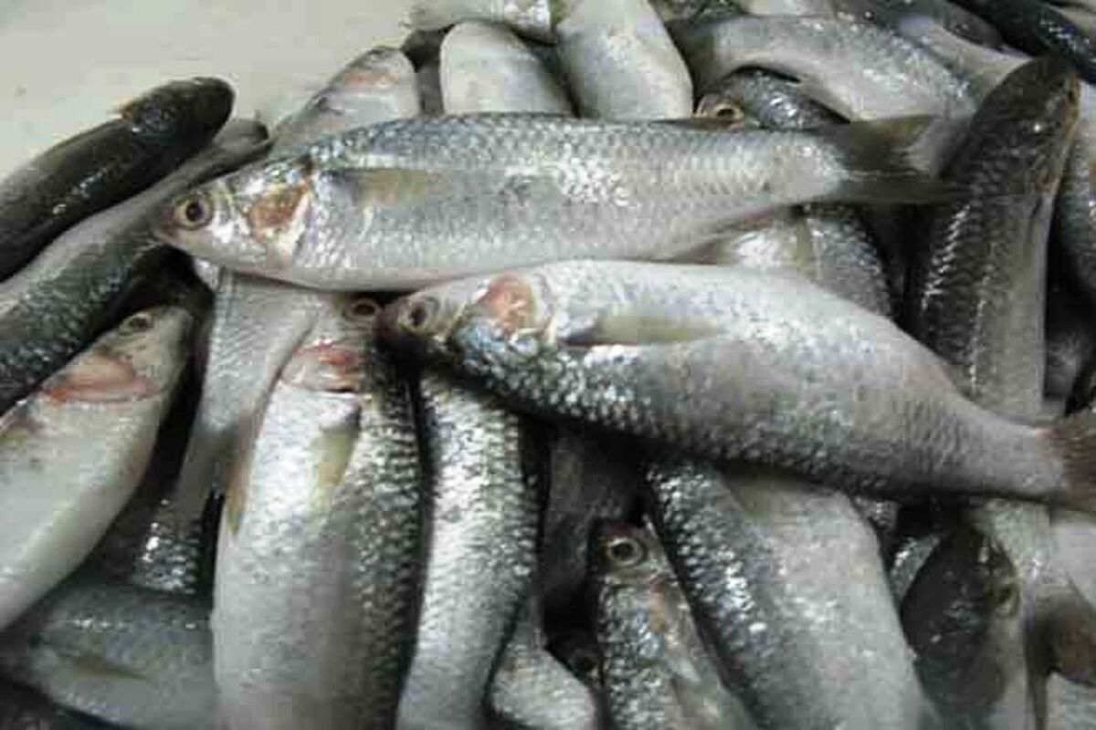 گاریز