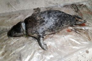 لاشه یک قلاده فک خزری در ساحل رودسر کشف شد